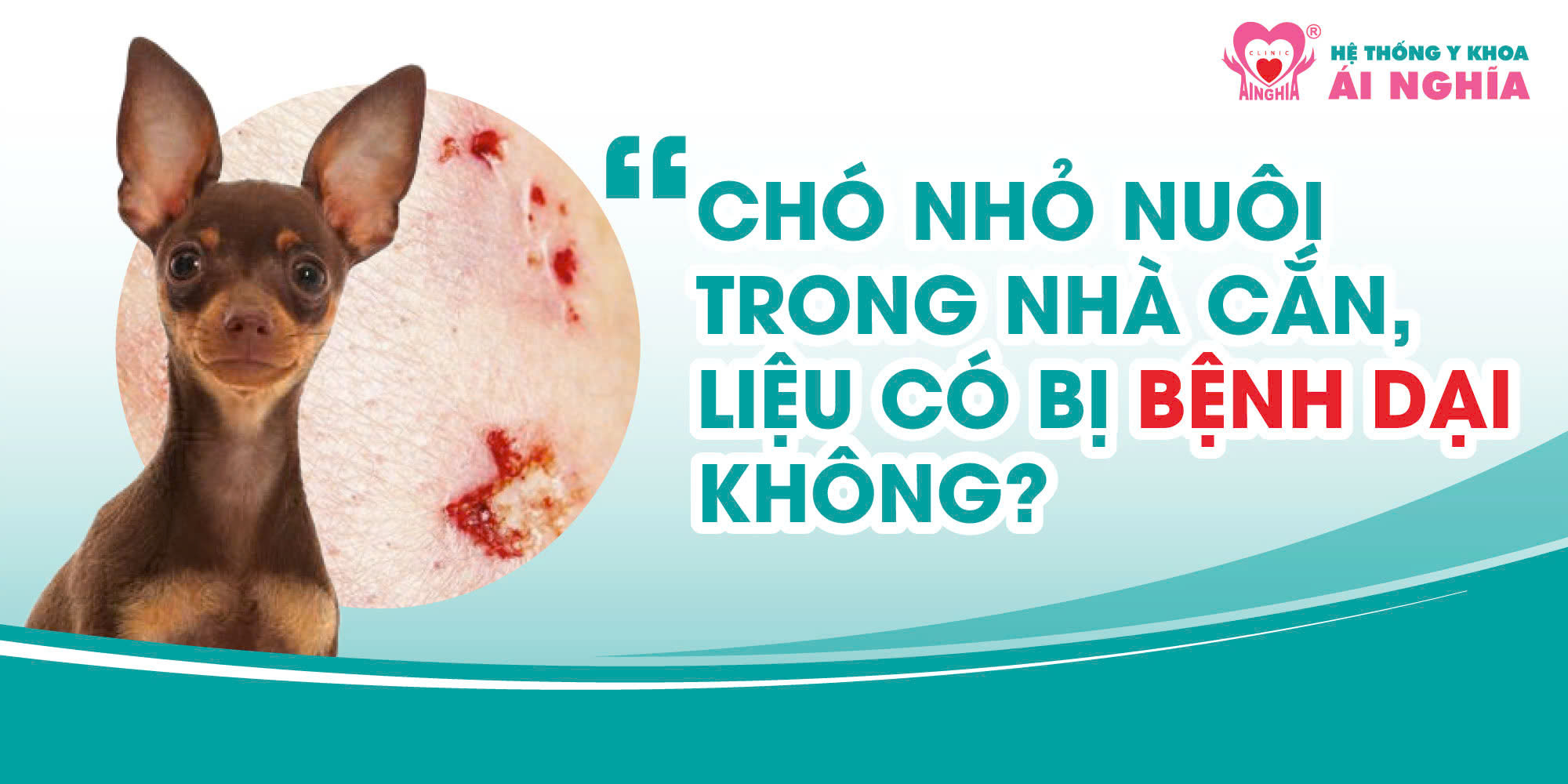 Bạn hỏi – Bác sĩ trả lời: Chó nuôi trong nhà cắn, liệu có bị bệnh dại?